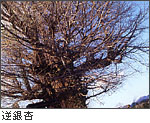 逆銀杏