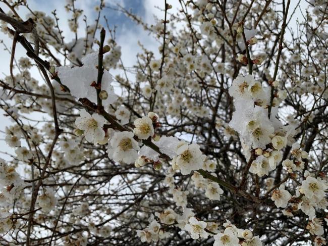 梅の花の写真