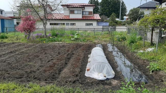 畑の枝豆1