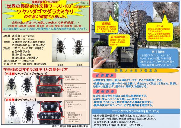 ツヤハダゴマダラカミキリ