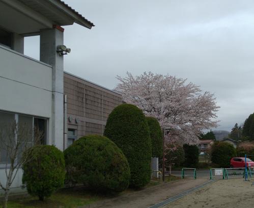 校地内の桜