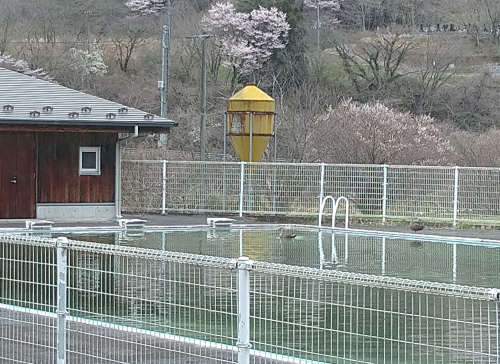 プールに来客