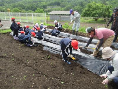 さつまいも