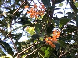 秋お装い　その2