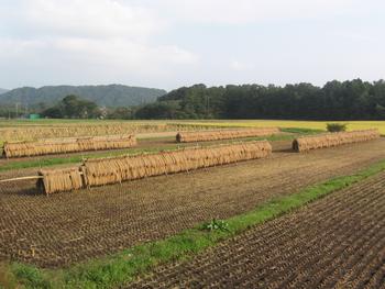 川崎の田園風景（大字川内）