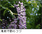 滝前不動のフジ